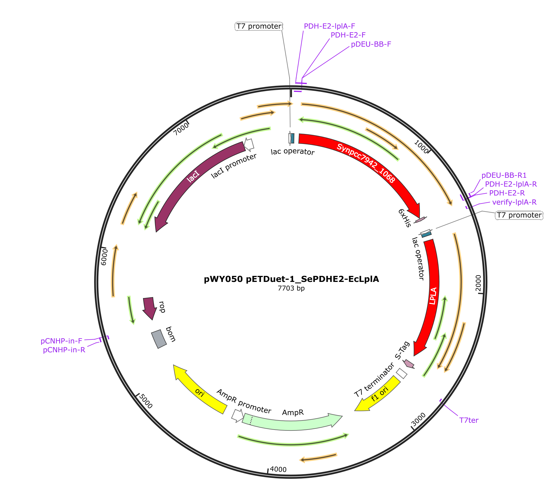 pWY050 pETDuet-1_SePDHE2-EcLplA载体图谱.png
